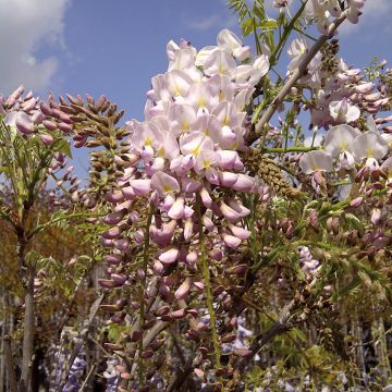 Glycine du Japon - Wisteria brachybotrys Shiro-Beni