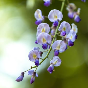 Wisteria floribunda Premature - Glicine