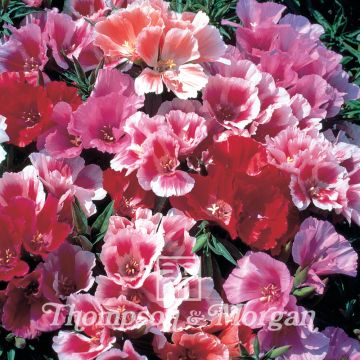 Godezia Thoroughly Modern Millie