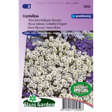 Lobularia maritima Crystallina - Alisso marittimo
