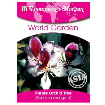 Bauhinia variegata - Albero delle orchidee