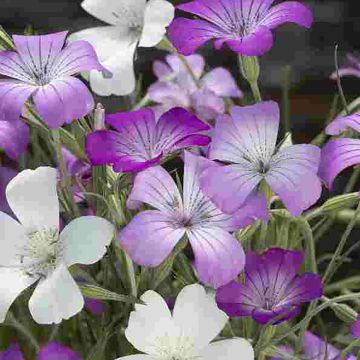 Agrostemma githago Queen Mix (semi) - Gittaione