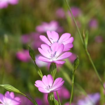 Agrostemma coeli-rosa - Gittaione (semi)
