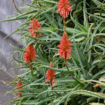 Aloe arborescens (semi)