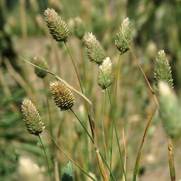 Phalaris canariensis - Scagliola comune