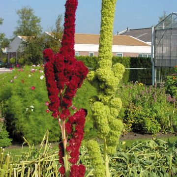 Amaranto Fat Spike - Amaranthus