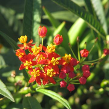 Asclepias curassavica (semi) - Asclepiade di Cuaraçao