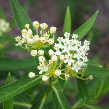 Asclepias incarnata bianca (semi)