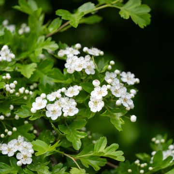 Crataegus monogyna - Biancospino comune (semi)