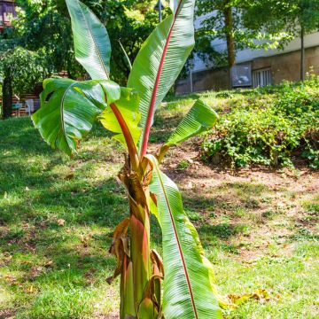 Ensete ventricosum - Falso banano