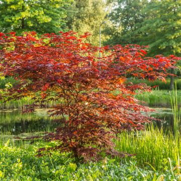 Acer palmatum Atropurpureum - Acero giapponese