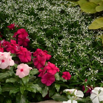 Euphorbia graminea Glamour (semi)