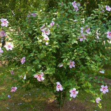 Hibiscus syriacus - Ibisco (semi)