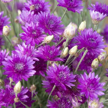 Xeranthemum Superbissimum Purpureum (semi)