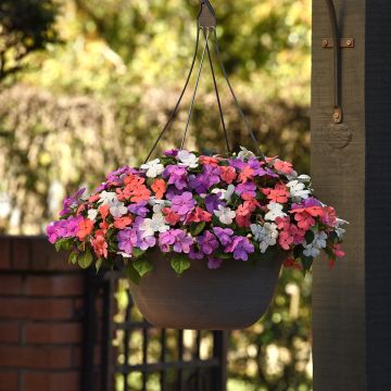 Impatiens Beacon F1 Pearl Island Mix (semi) - Fiore di vetro