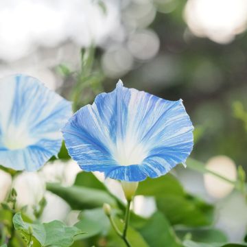 Ipomoea tricolor Flying Saucer - Campanella tricolore