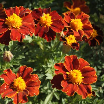 Tagetes patula Red Favourite