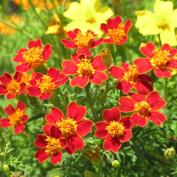 Tagetes tenuifolia Paprika - Tagete