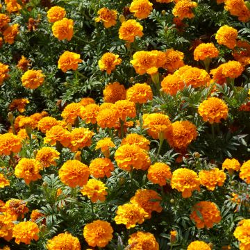 Tagetes patula Boy O Boy Orange - Tagete