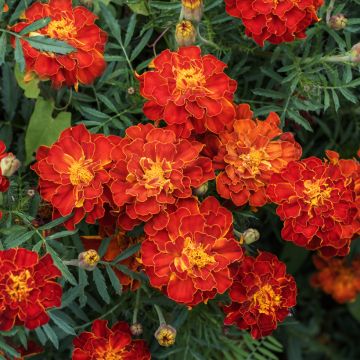 Tagetes patula Durango Red - Tagete