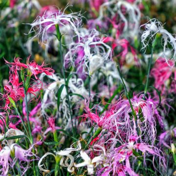Dianthus superbus Spooky mix (semi) - Garofanino frangiato