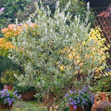 Olea europaea (semi) - Olivo