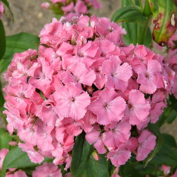 Dianthus barbatus Etournelle Light Salmon (semi) - Garofano dei poeti