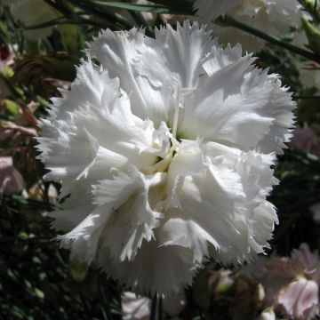 Dianthus caryophyllus Triumph White - Garofano comune
