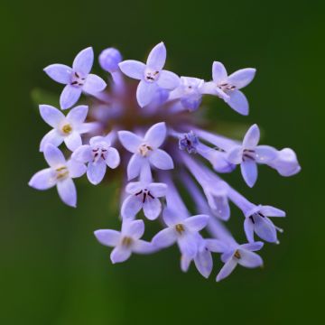 Asperula orientalis - Asperula orientale