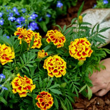 Tagetes patula Mango Tango (semi) - Tagete