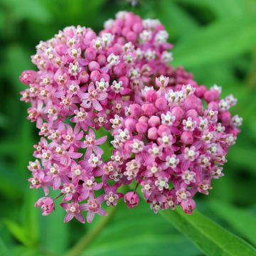 Asclepias incarnata rosa