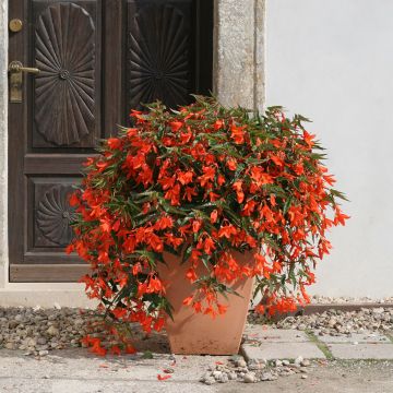 Begonia boliviensis Copacabana F1 Orange (Semi rivestiti)