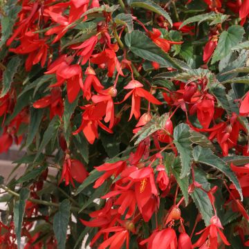 Begonia boliviensis Copacabana F1 Red (Semi rivestiti)