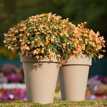 Begonia boliviensis Copacabana F1 Tricolour (Semi rivestiti)