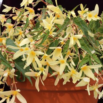 Begonia boliviensis Copacabana F1 Yellow (Semi rivestiti)