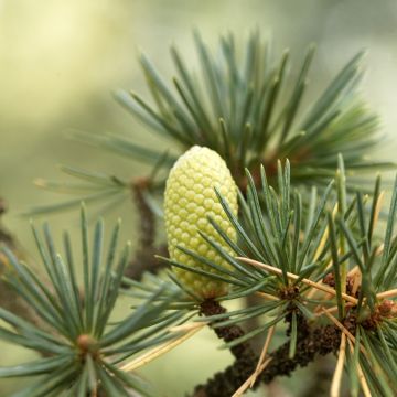 Cedrus libani (semi) - Cedro del Libano