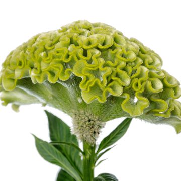Celosia Cristata Act Verda (Green) (semi) - Cresta di gallo