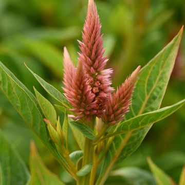 Celosia spicata Celway Salmon (semi)