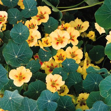 Tropaeolum majus Peach Melba Superior BIO (semi) - Nasturzio