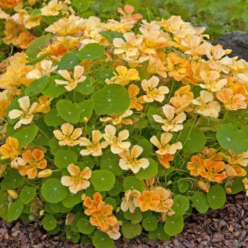 Tropaeolum Whirlybird Apricot (semi) - Nasturzio