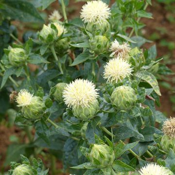 Carthamus tinctorius White Grenade (semi) - Zafferanone coltivato