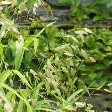 Chasmanthium latifolium (semi)