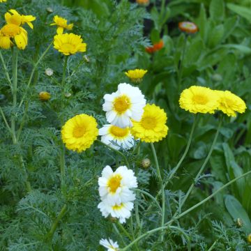 Chrysanthemum coronarium Double Mix BIO - Crisantemo giallo