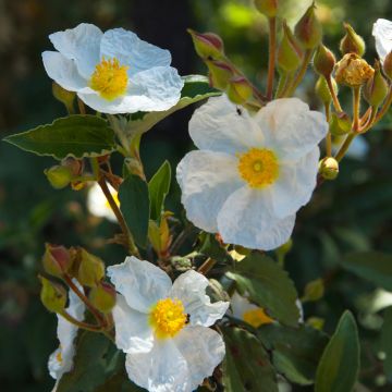 Cistus laurifolius - Cisto maggiore (semi)