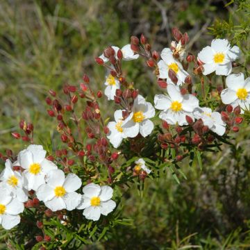 Cistus monspeliensis - Cisto marino (semi)