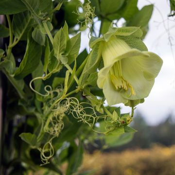 Cobaea scandens Alba - Cobea