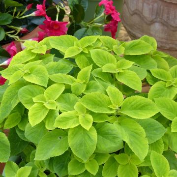 Coleus Mezmerize​ Bright Green (semi) - Coleo