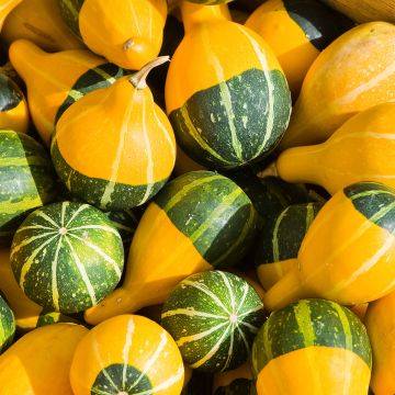 Cucurbita pepo Pear Bicolor - Zucca bicolore