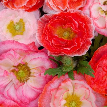 Papavero comune Falling in Love