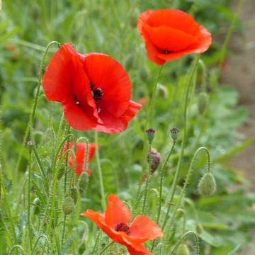 Papavero comune BIO - Papaver rhoeas